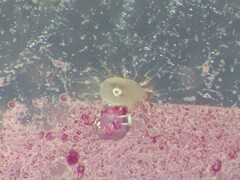 Acaridae