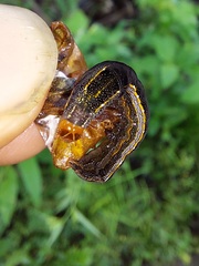 Spodoptera cosmioides