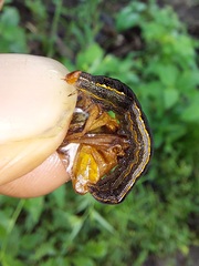 Spodoptera cosmioides