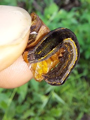 Spodoptera cosmioides