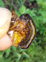 Spodoptera cosmioides