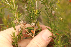 Leptospermum microcarpum