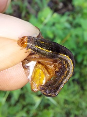 Spodoptera cosmioides