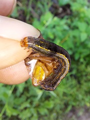 Spodoptera cosmioides