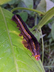 Spodoptera cosmioides