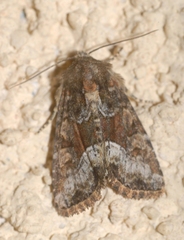 Oligia versicolor