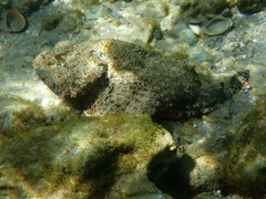 Scorpaena plumieri