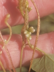 Cuscuta lupuliformis