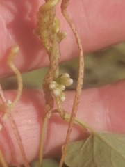 Cuscuta lupuliformis
