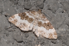 Epirrhoe rivata