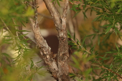 Leptospermum microcarpum