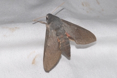 Hyles vespertilio