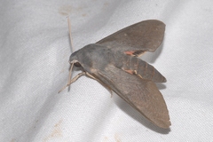 Hyles vespertilio