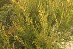 Leptospermum microcarpum