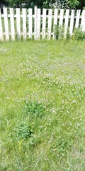 Trifolium hybridum