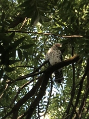 Accipiter cooperii