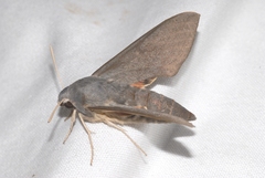Hyles vespertilio