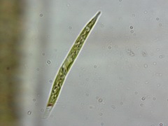 Euglena mutabilis