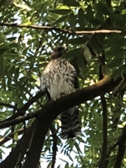 Accipiter cooperii