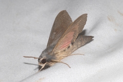 Hyles vespertilio