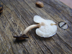 Panellus pusillus