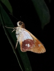 Calpodes esperi