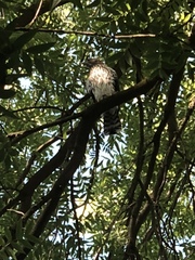 Accipiter cooperii