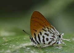 Drupadia theda