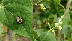 Bombus impatiens