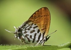 Drupadia theda
