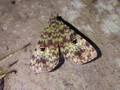 Glenopteris oculifera