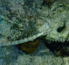 Corythoichthys flavofasciatus