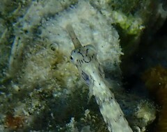 Corythoichthys flavofasciatus