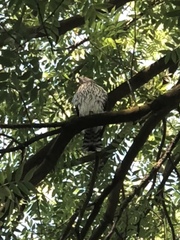 Accipiter cooperii