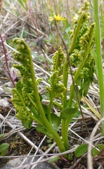 Botrychium neolunaria