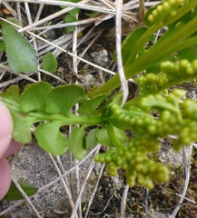 Botrychium neolunaria