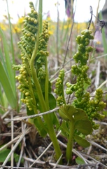 Botrychium neolunaria