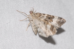 Epirrhoe rivata