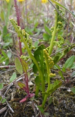 Botrychium neolunaria