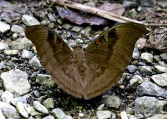 Dophla evelina
