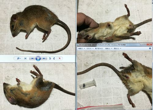 Rattus tanezumi