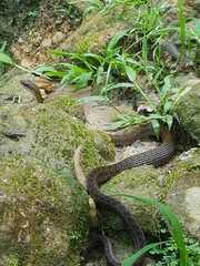 Dendrophidion percarinatum