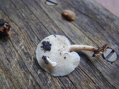 Panellus pusillus