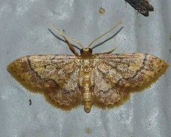 Idaea celtima