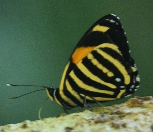 Callicore atacama