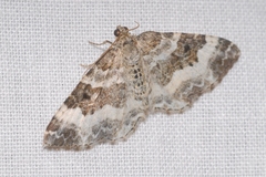 Epirrhoe rivata