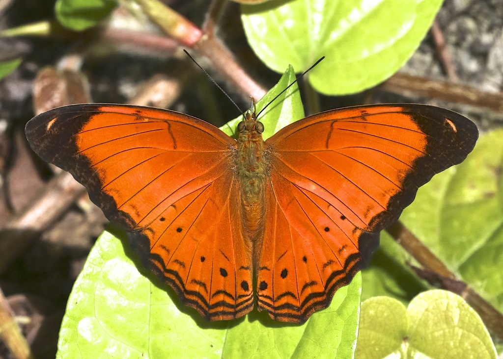 Malay Yeoman