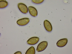 Galeropsis polytrichoides