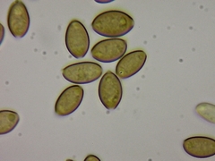 Galeropsis polytrichoides