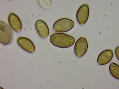 Galeropsis polytrichoides